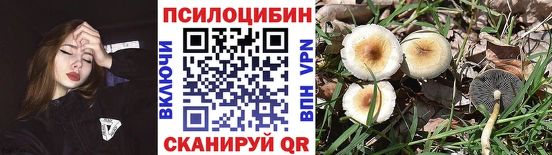 Купить закладки  Сортавала  Псилоцибиновые грибы Psilocybe 